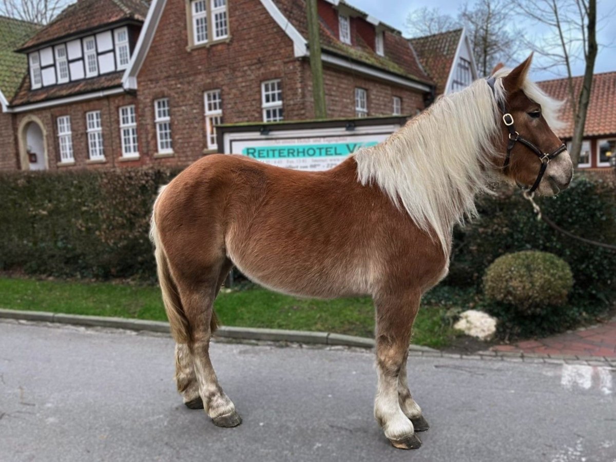 Otras razas Yegua 4 años 168 cm Alazán in Eggermühlen