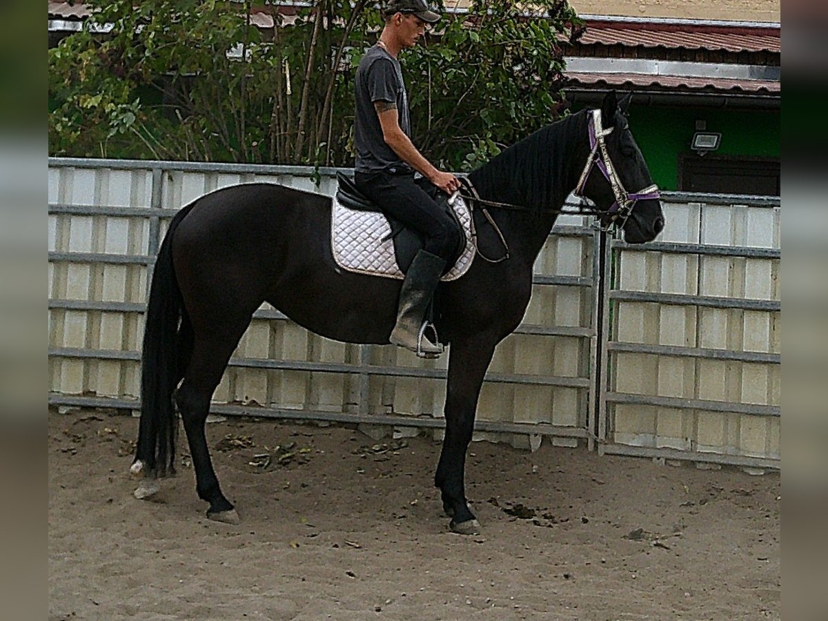 Otras razas Yegua 5 años 155 cm Negro in Buttst&#xE4;dt