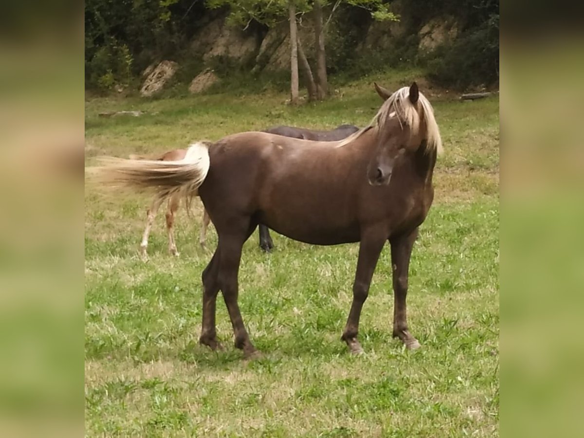 Otras razas Yegua 6 años 157 cm Palomino in Zaldibar Otras razas Yegua 6 años 157 cm Palomino in Zaldibar