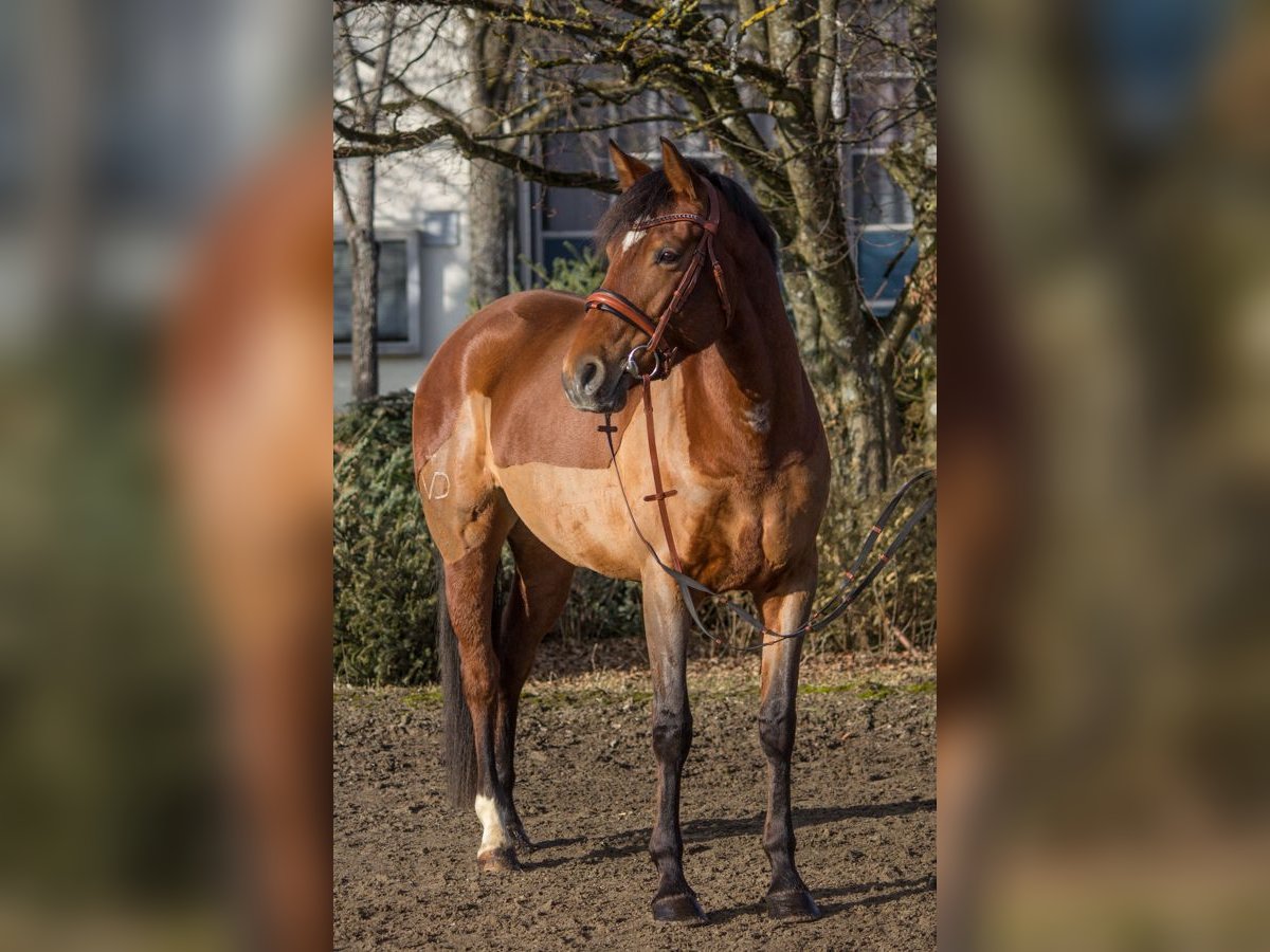 Otras razas Yegua 6 años 164 cm Castaño in Schwäbisch Gmünd