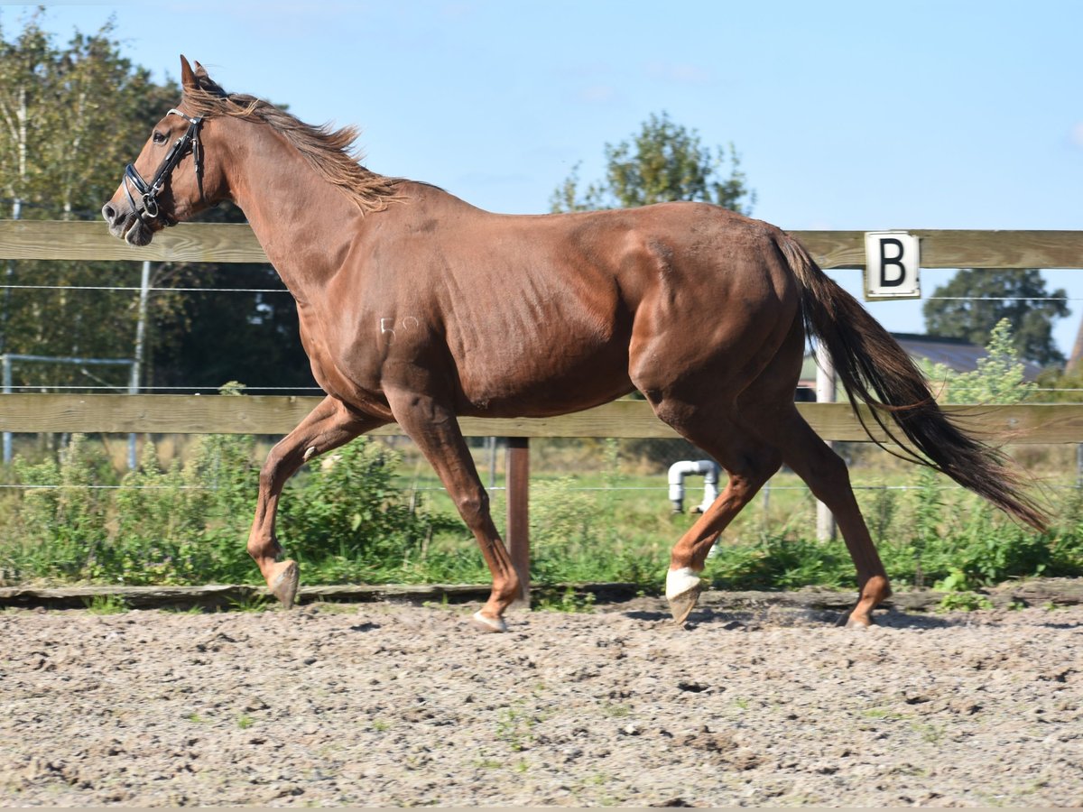 Otras razas Yegua 7 años 162 cm Alazán in Achtmaal