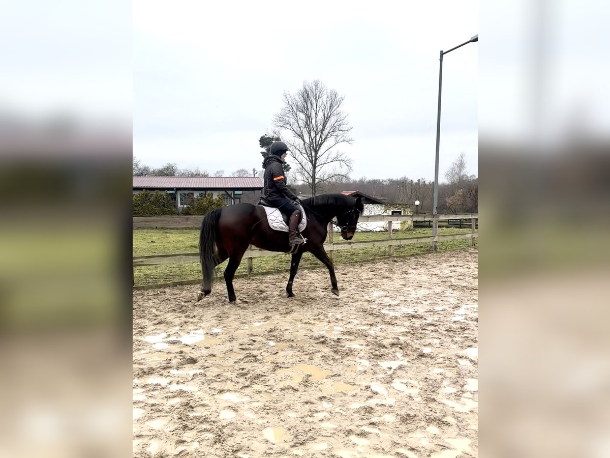 Otras razas Mestizo Yegua 9 años 160 cm Castaño oscuro in Leipzig