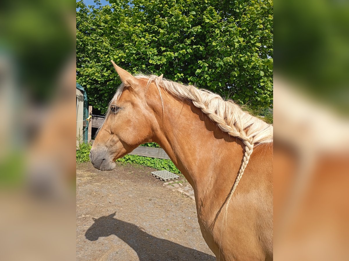 Otras razas Yegua 9 años 160 cm Palomino in Rennerod