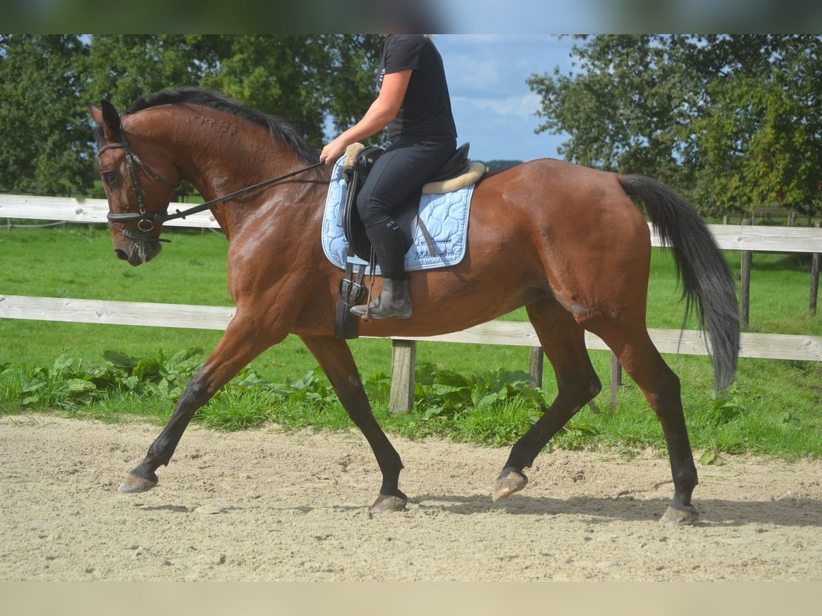 Otras razas Yegua 9 años 164 cm Castaño in Wuustwezel