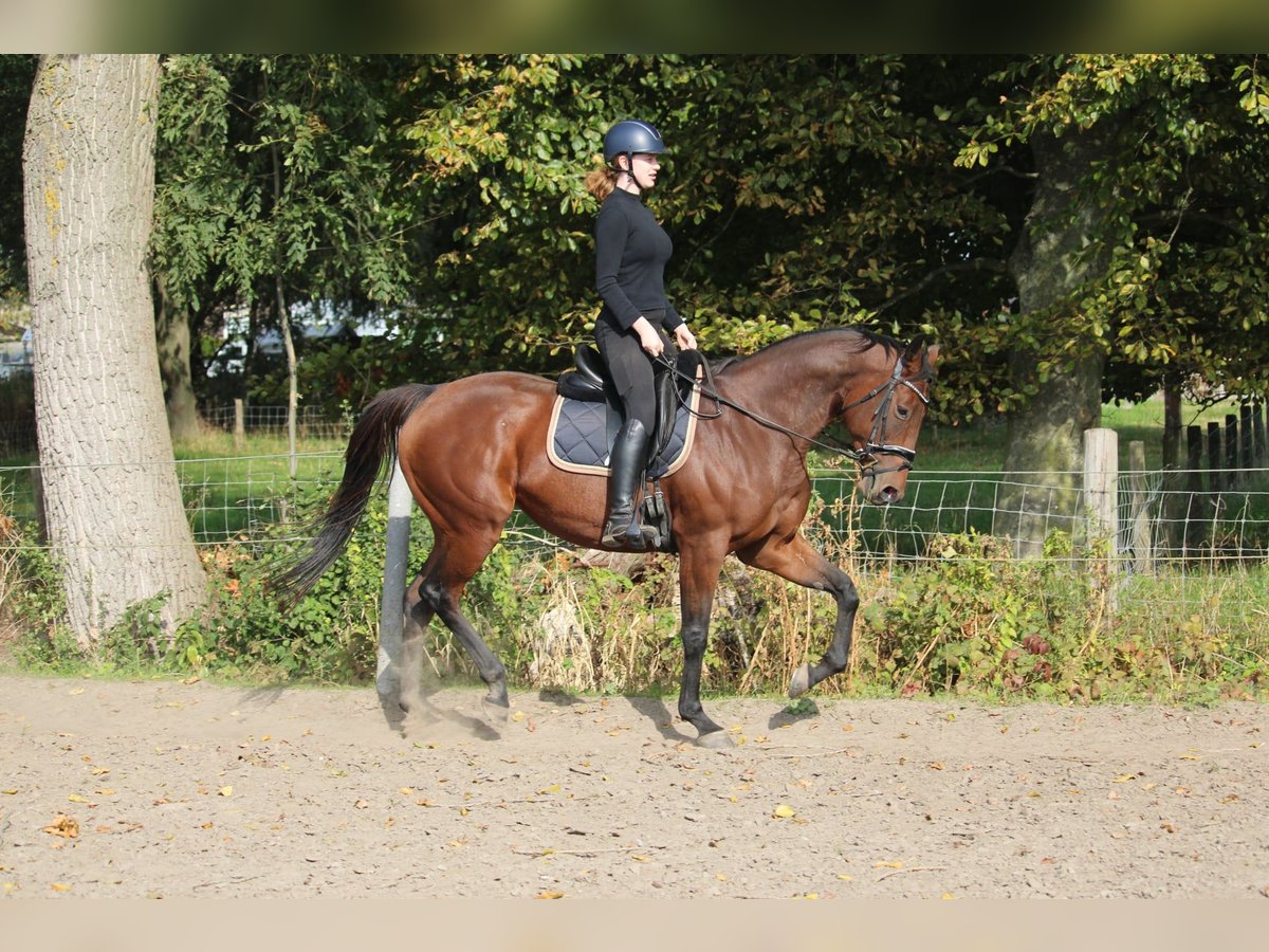 Otras razas Yegua 9 años 164 cm Castaño in Wijk en Aalburg