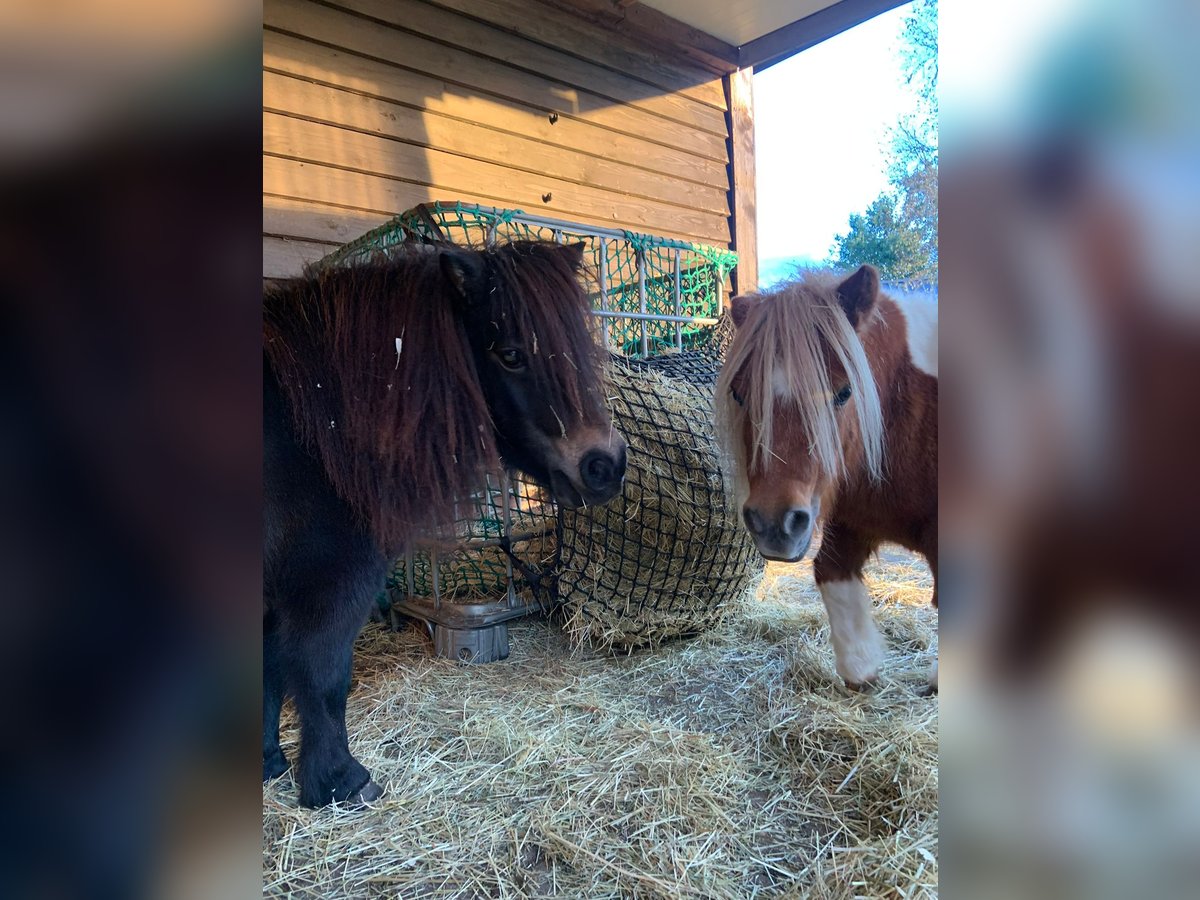 Otras razas Yegua 9 años in MoormerlandMoormerland