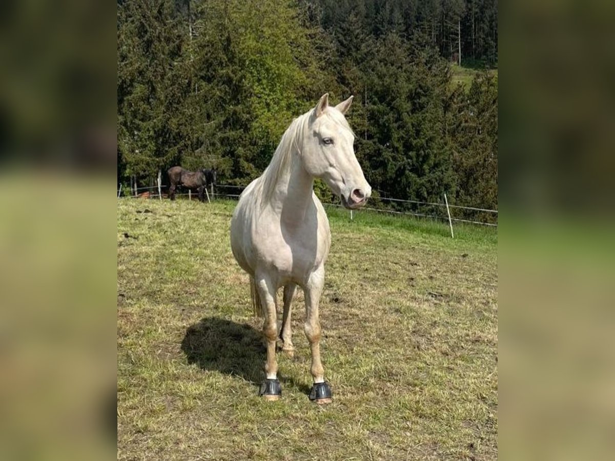 Pärlvit häst Blandning Valack 12 år 160 cm Champagne in Schmittweiler