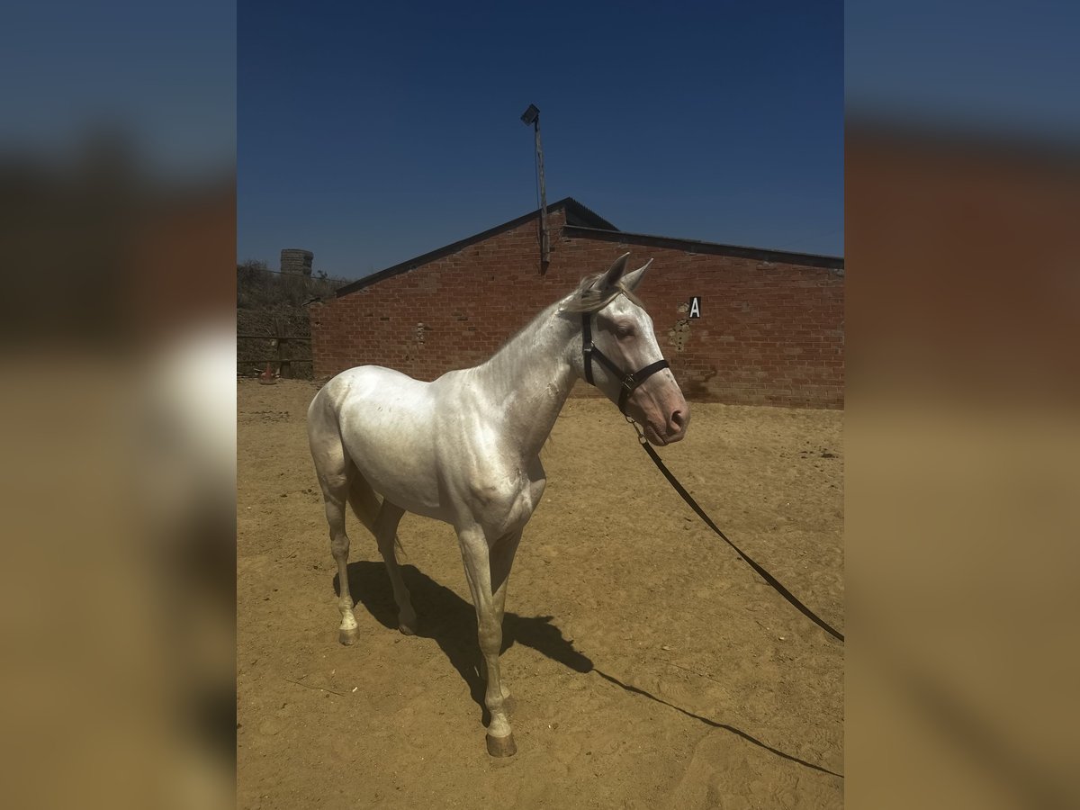 Pärlvit häst Valack 4 år 160 cm Cremello in Castellbisbal