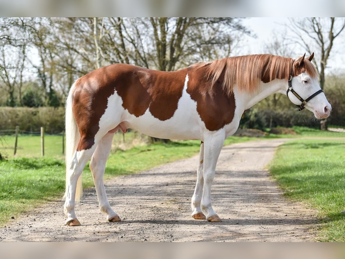 Paint-häst Hingst 10 år 163 cm Overo-skäck-alla-färger in Wilby