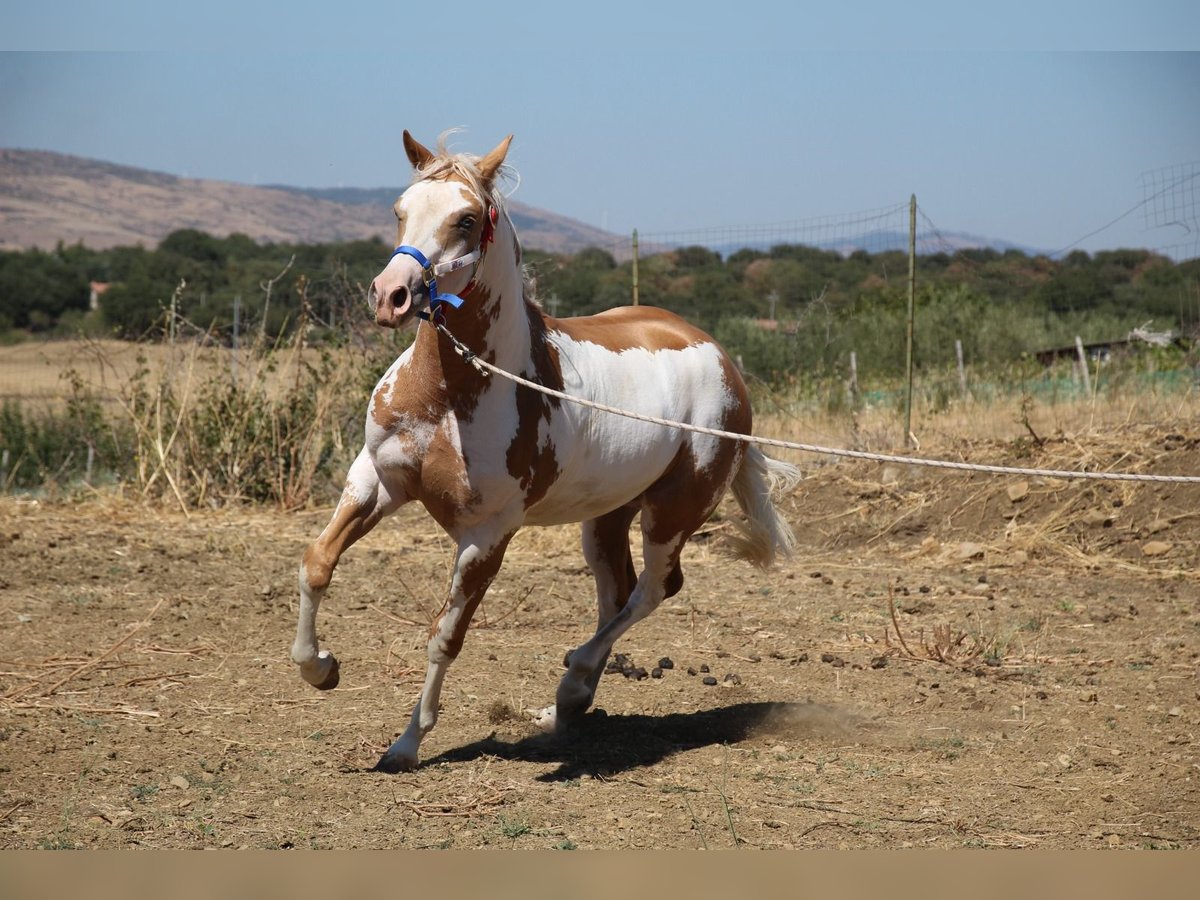 Paint-häst Hingst 1 år 147 cm Tobiano-skäck-alla-färger in Maletto