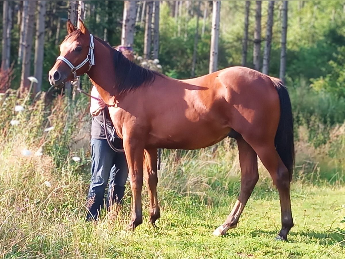 Paint-häst Hingst 1 år 150 cm Brun in Losheim am See