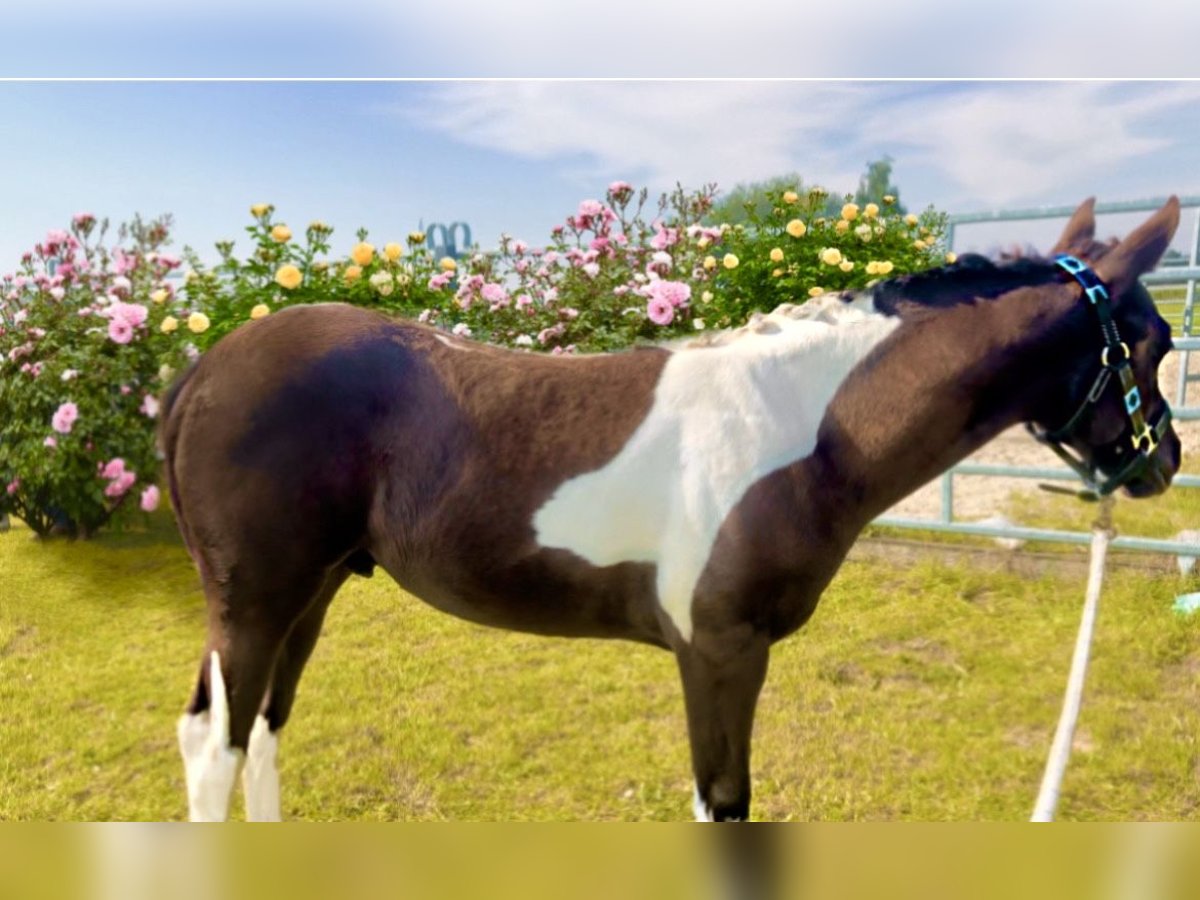 Paint-häst Hingst 1 år 153 cm Tobiano-skäck-alla-färger in Bad Gandersheim