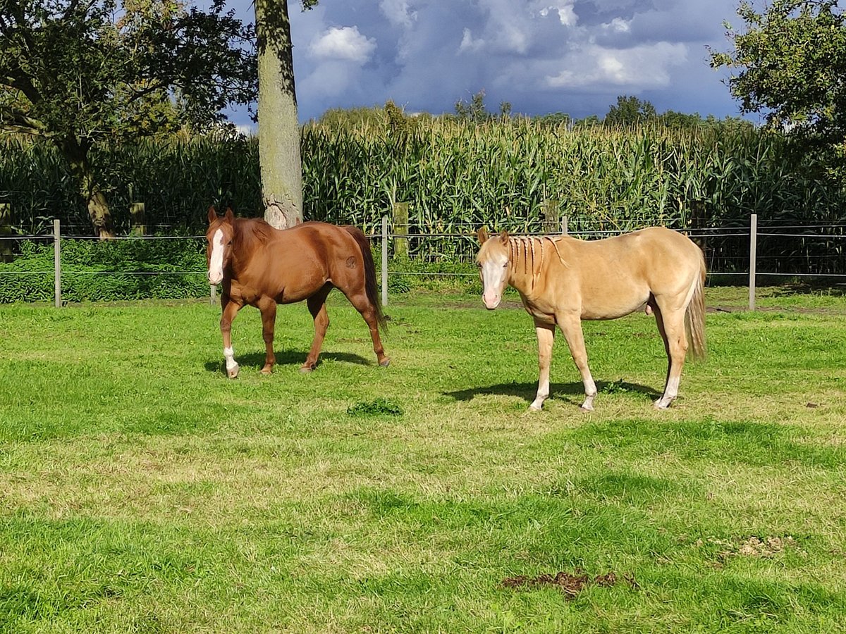 Paint-häst Hingst 1 år Champagne in Balen