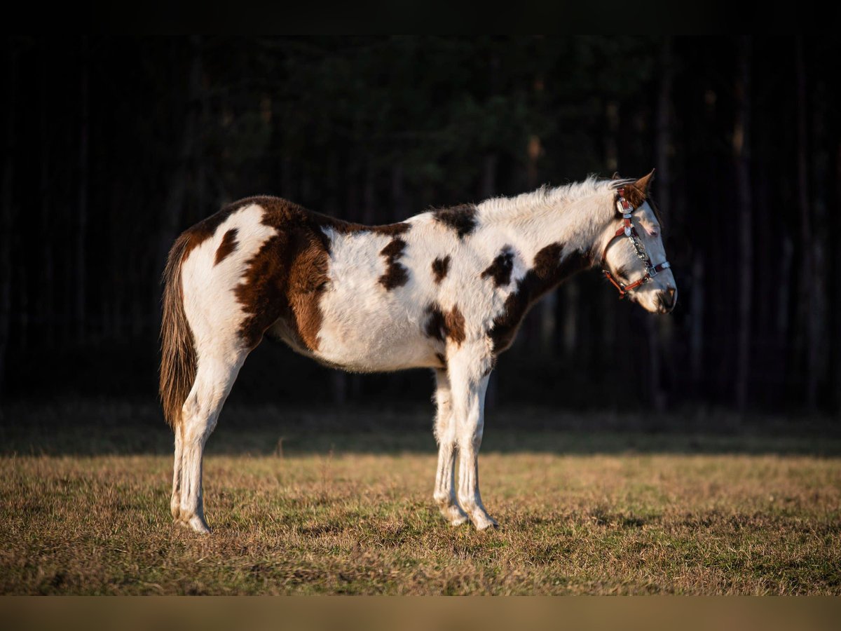 Paint-häst Hingst 1 år Overo-skäck-alla-färger in Brzezinka