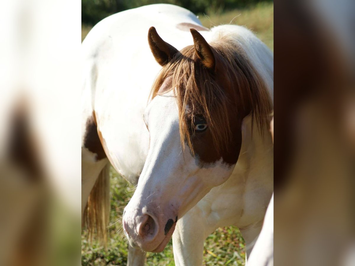 Paint-häst Hingst 1 år Tovero-skäck-alla-färger in Oberhaag