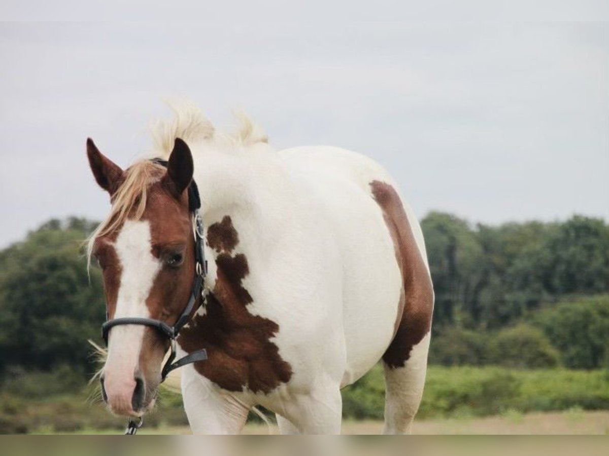 Paint-häst Hingst 2 år 147 cm Pinto in Châteauroux