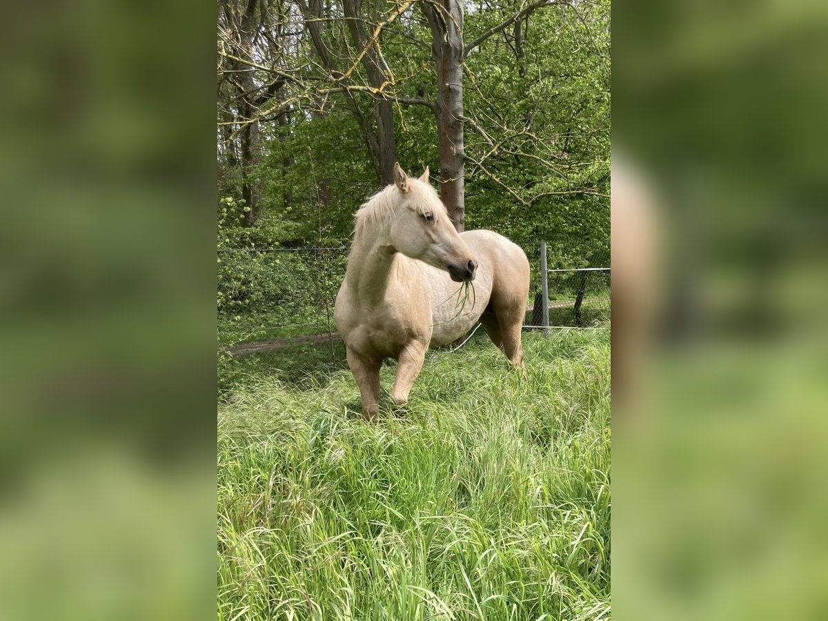 Paint-häst Hingst 2 år Palomino in Ossmannstedt