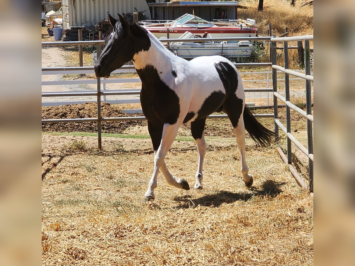 Paint-häst Hingst 5 år 142 cm Svart in Lincoln