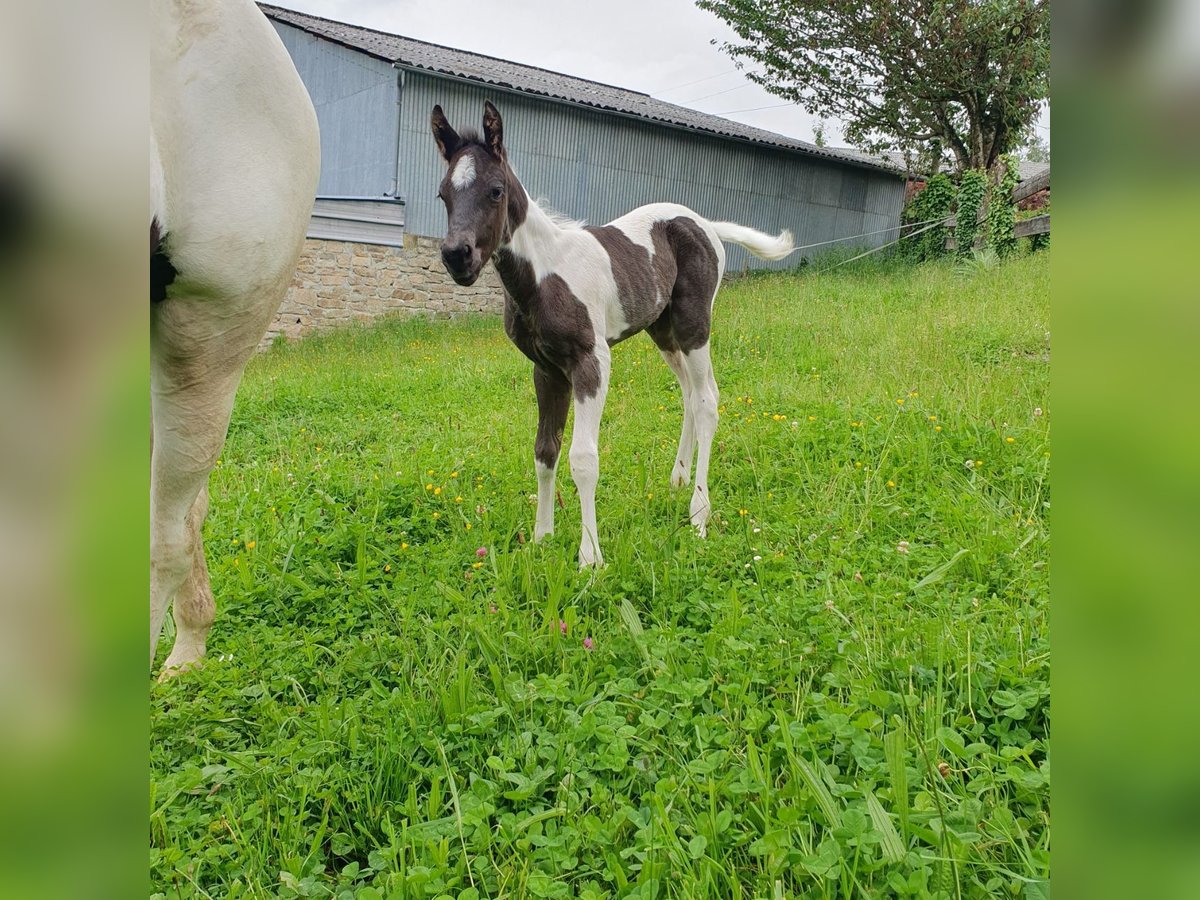 Paint-häst Hingst Föl (05/2024) 100 cm Konstantskimmel in Beaumont