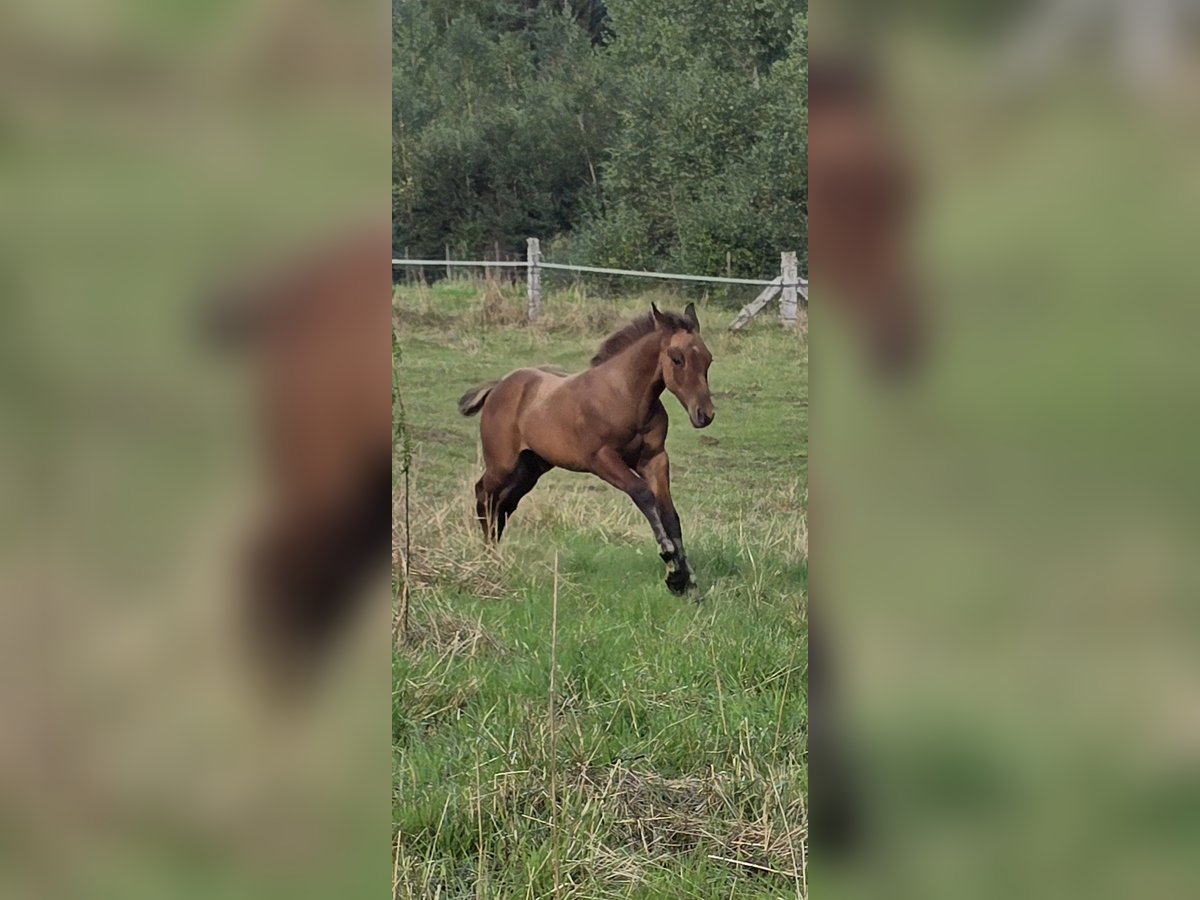 Paint-häst Hingst Föl (07/2024) 150 cm Black in Bitche