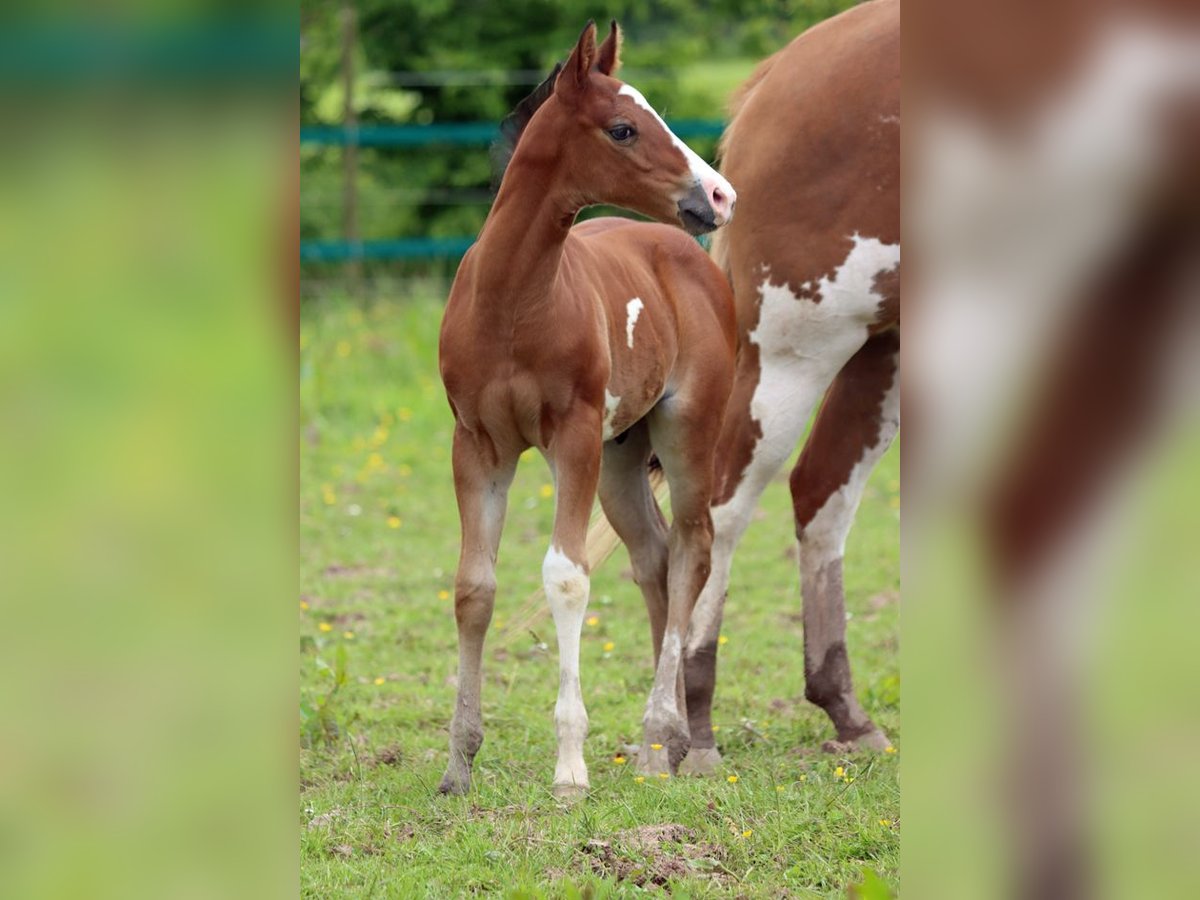 Paint-häst Hingst Föl (05/2024) 150 cm Overo-skäck-alla-färger in Hellenthal