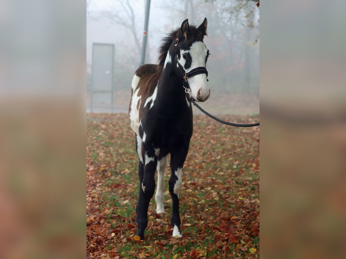 Paint-häst Hingst Föl (04/2024) 150 cm Overo-skäck-alla-färger in Hellenthal