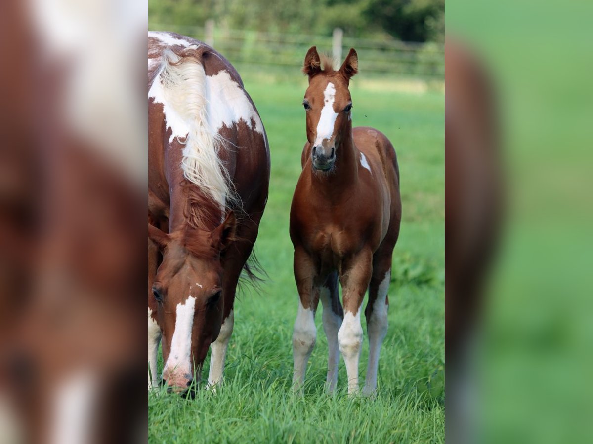 Paint-häst Hingst Föl (06/2024) 150 cm Tobiano-skäck-alla-färger in Hellenthal