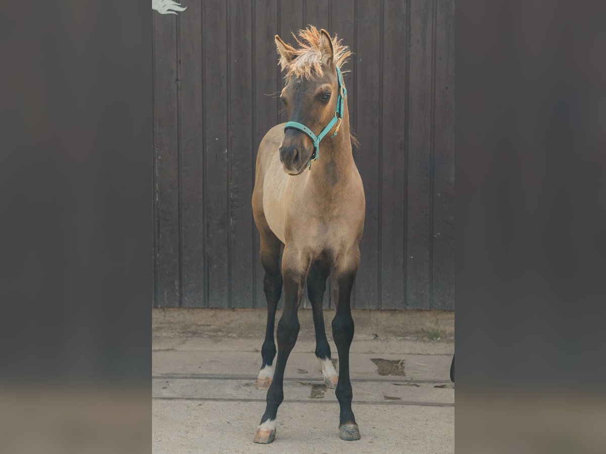 Paint-häst Hingst Föl (04/2024) 151 cm Black in Schlüsselfeld