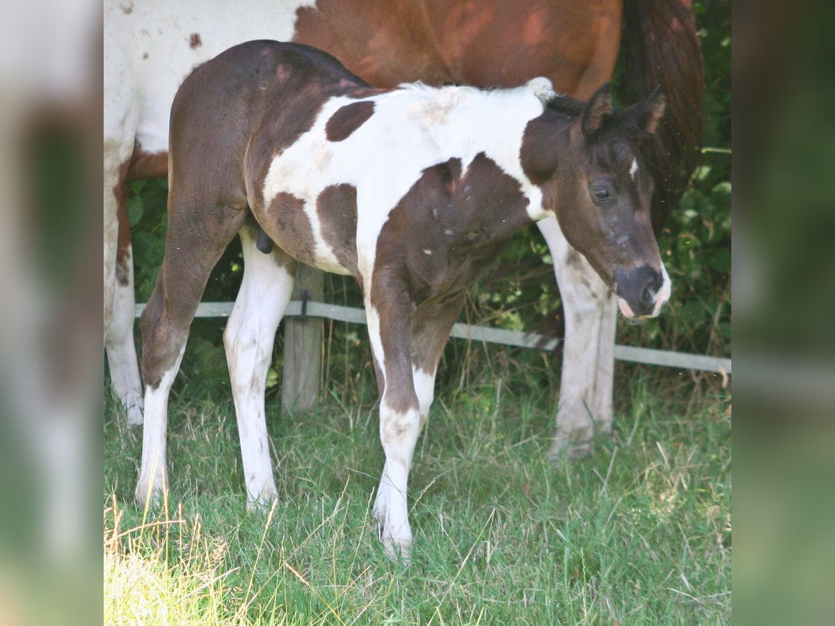 Paint-häst Hingst Föl (06/2024) 152 cm Svart in Düsseldorf