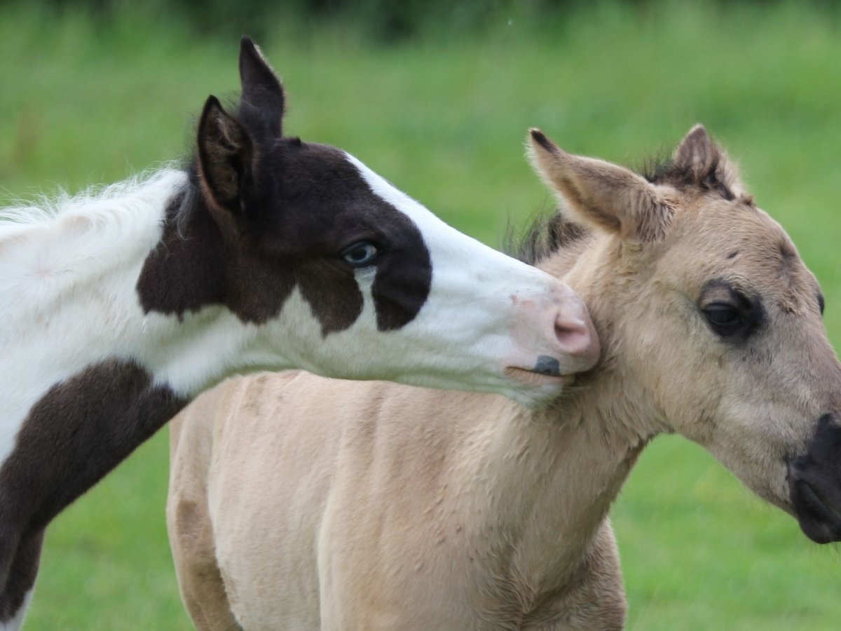 Paint-häst Hingst Föl (04/2024) 152 cm Svart in Düsseldorf