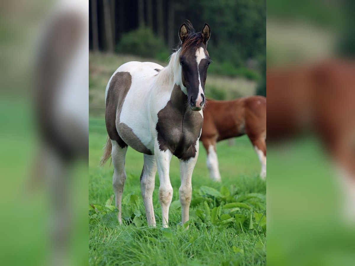 Paint-häst Hingst Föl (02/2024) 153 cm Black in Hellenthal