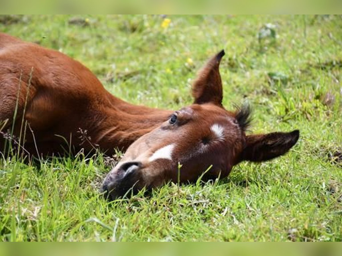 Paint-häst Hingst Föl (05/2024) 155 cm Brun in Bad Gandersheim