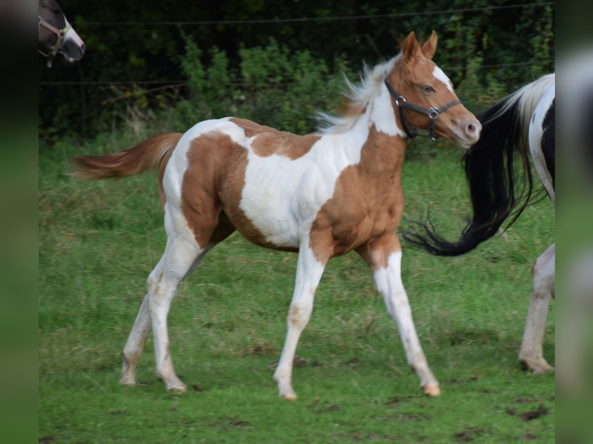 Paint-häst Hingst Föl (05/2024) 155 cm Tobiano-skäck-alla-färger in Buchbach