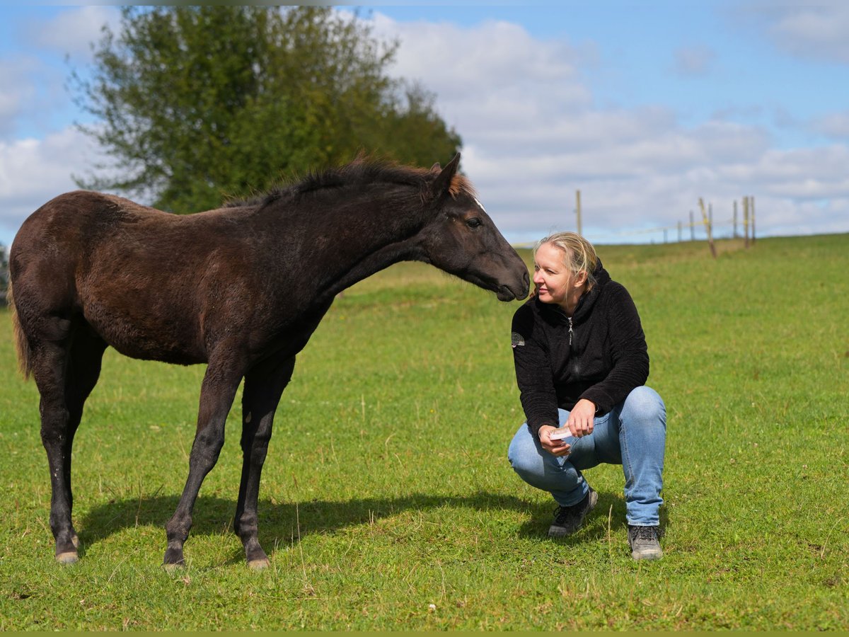 Paint-häst Hingst Föl (05/2024) 156 cm Svart in Fleischwangen