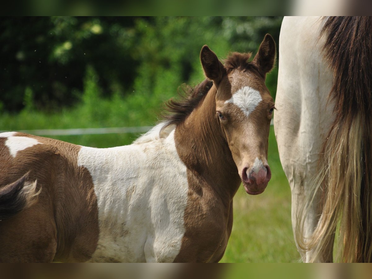 Paint-häst Hingst Föl (05/2024) Champagne in Chołowice