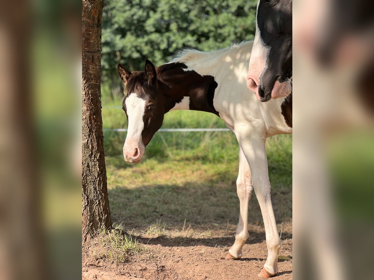 Paint-häst Blandning Hingst Föl (05/2024) in Tastungen