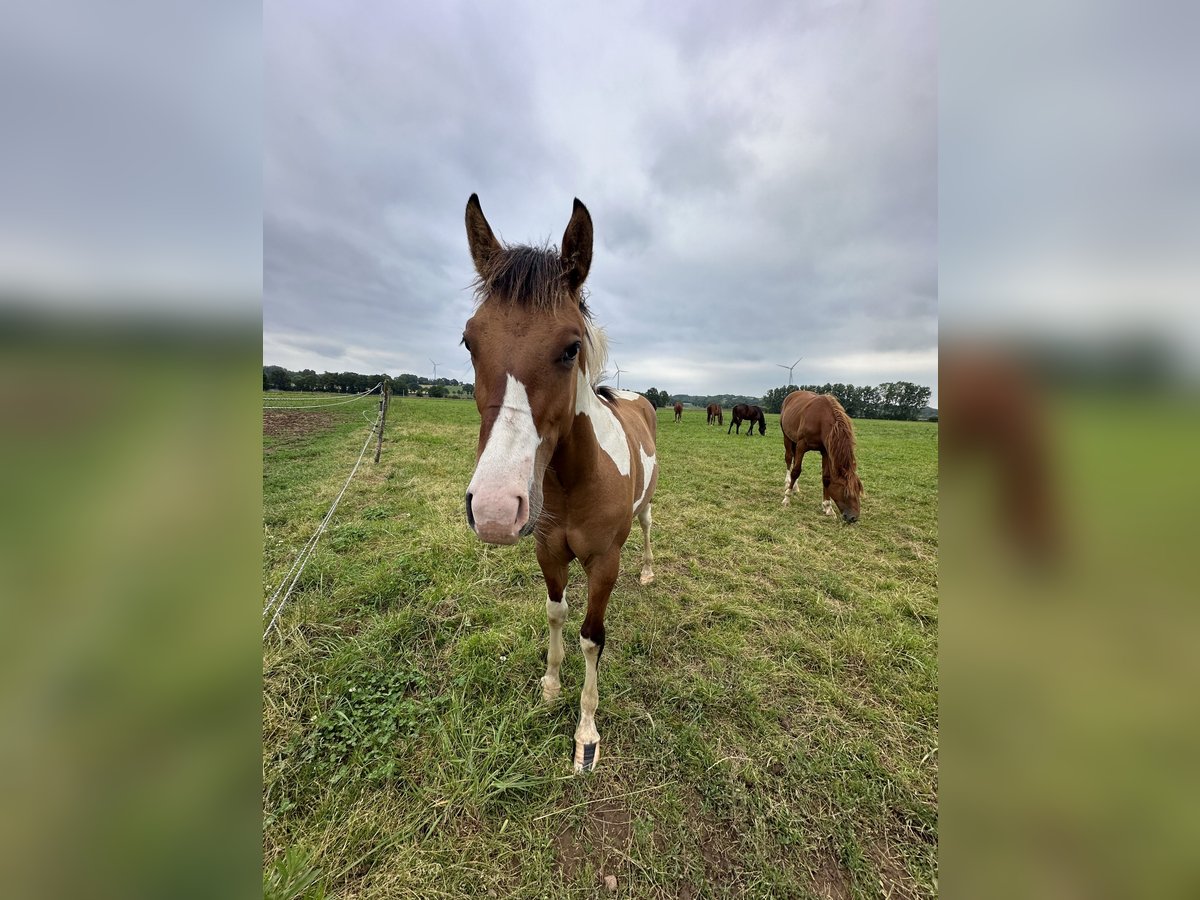 Paint-häst Hingst Föl (06/2024) Mörkbrun in Forges de lanouee