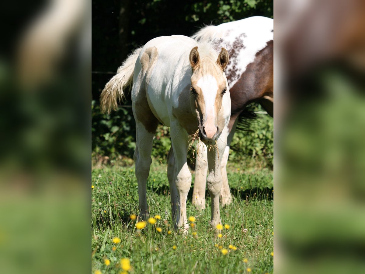 Paint-häst Hingst Föl (01/2024) Palomino in Oberstaufenbach