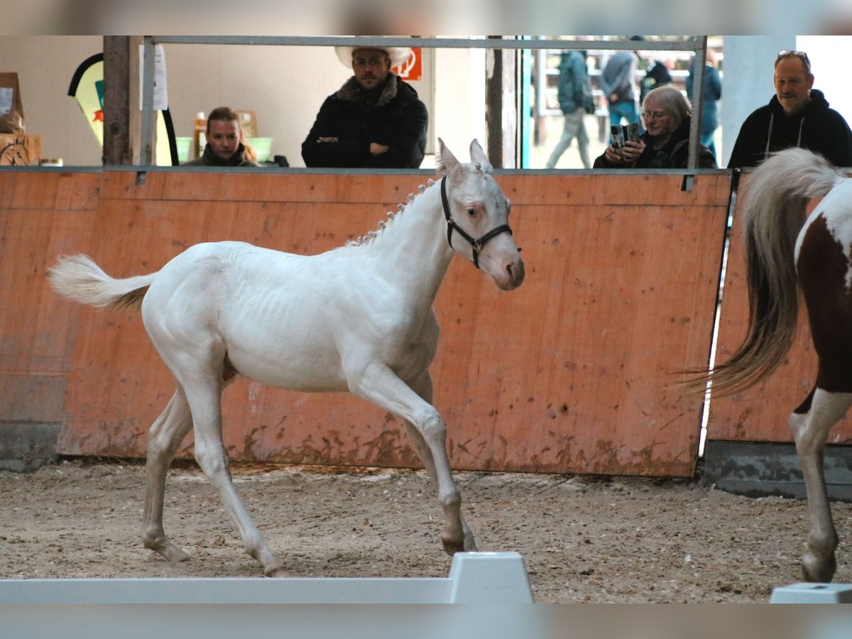 Paint-häst Hingst Föl (06/2024) Pinto in Camburg