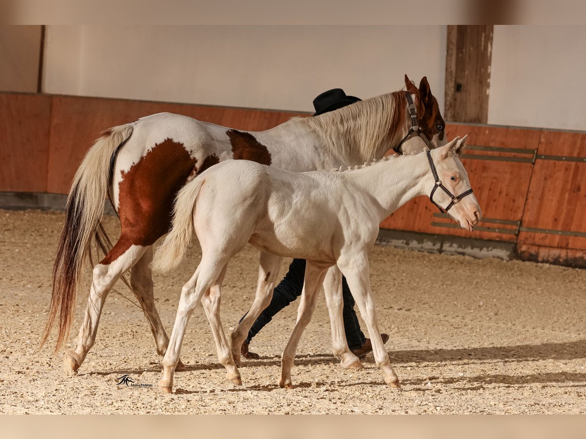 Paint-häst Hingst Föl (06/2024) Pinto in Camburg