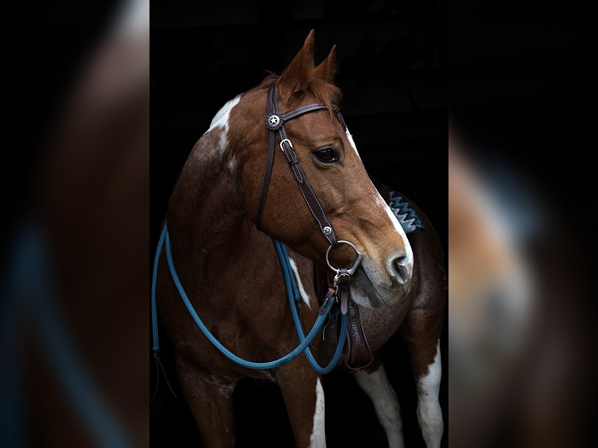 Paint-häst Sto 19 år 151 cm Tobiano-skäck-alla-färger in Meerbusch