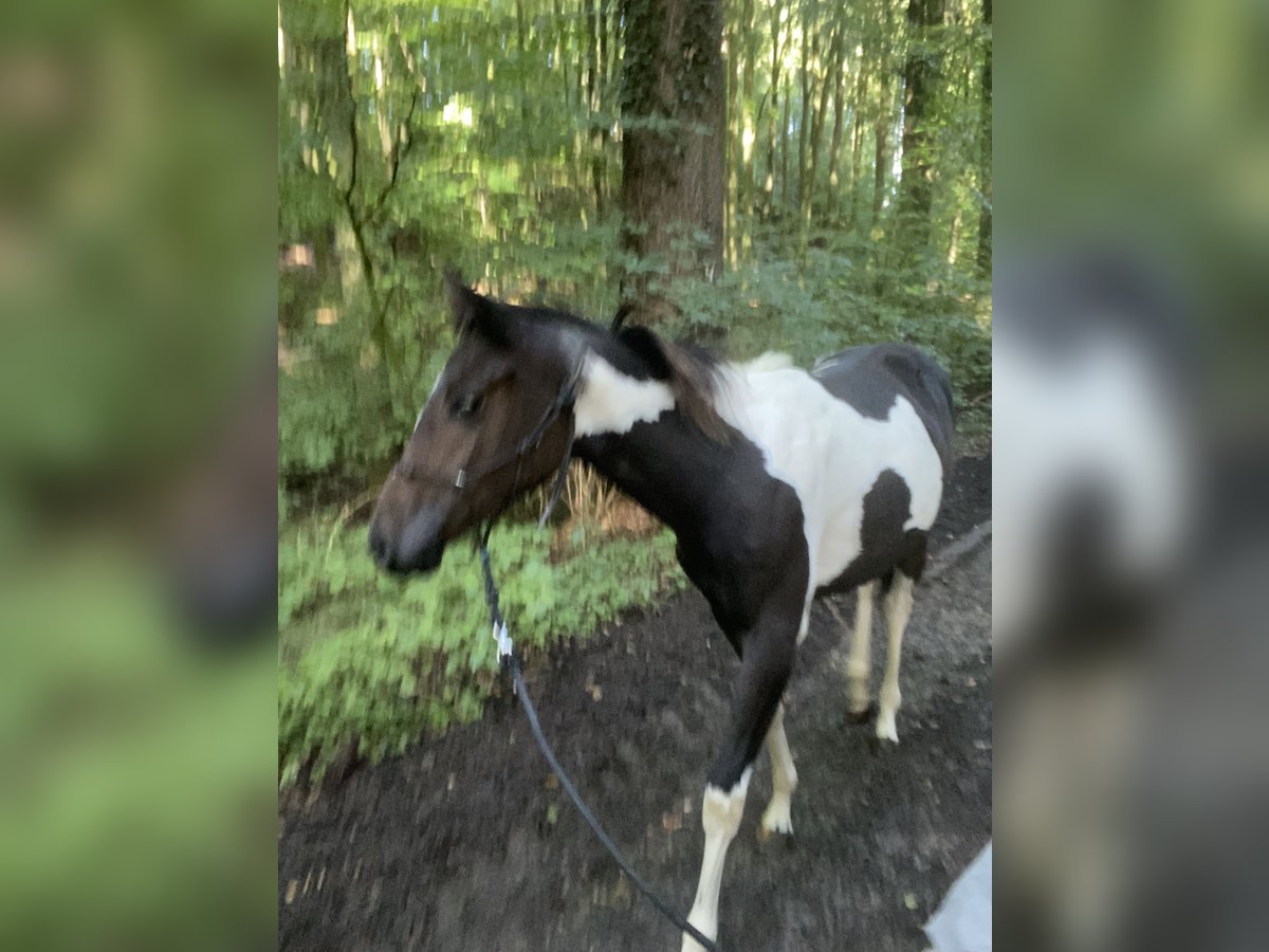 Paint-häst Sto 1 år 149 cm Tobiano-skäck-alla-färger in Preußisch Oldendorf