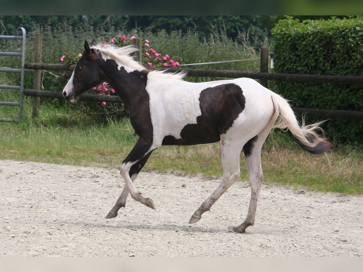 Paint-häst Sto 1 år 150 cm in Düsseldorf