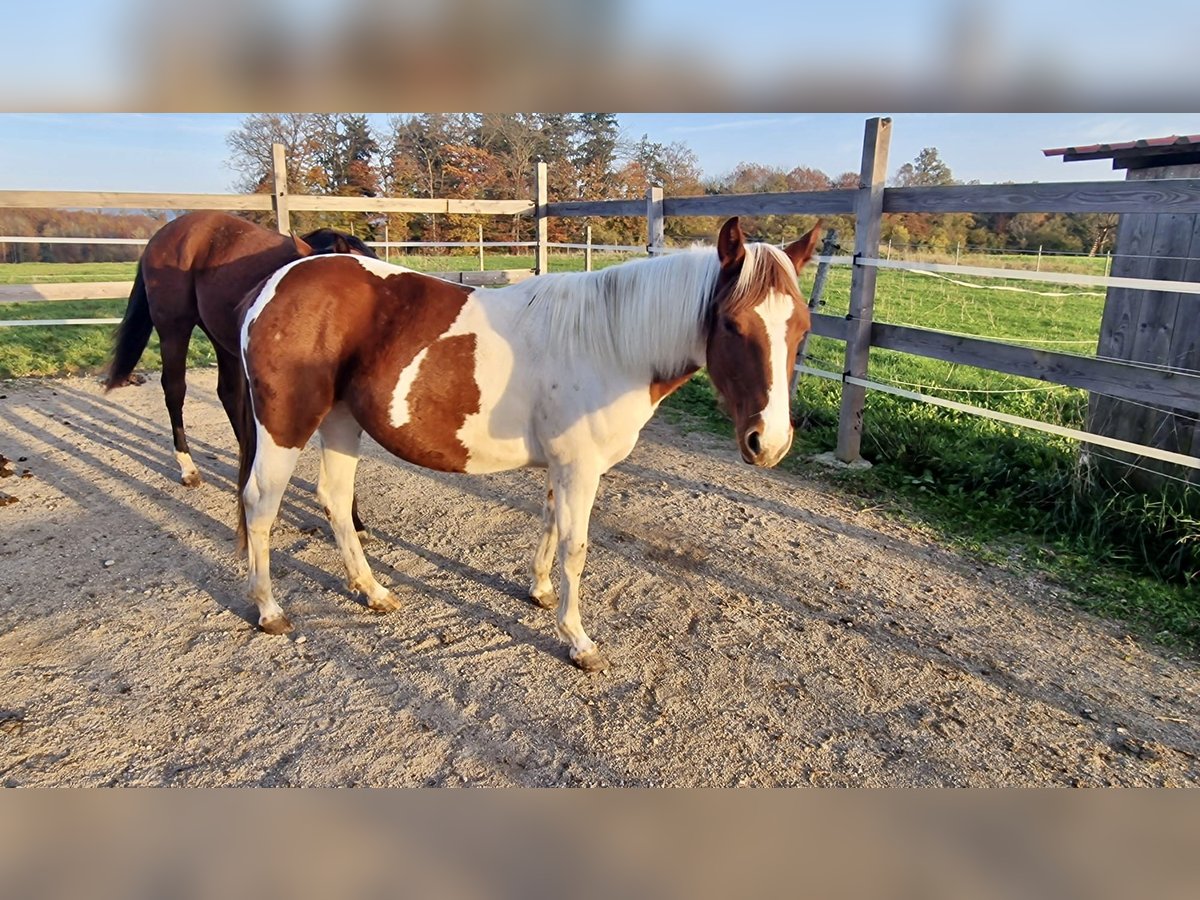 Paint-häst Sto 1 år Tobiano-skäck-alla-färger in Rheinfelden