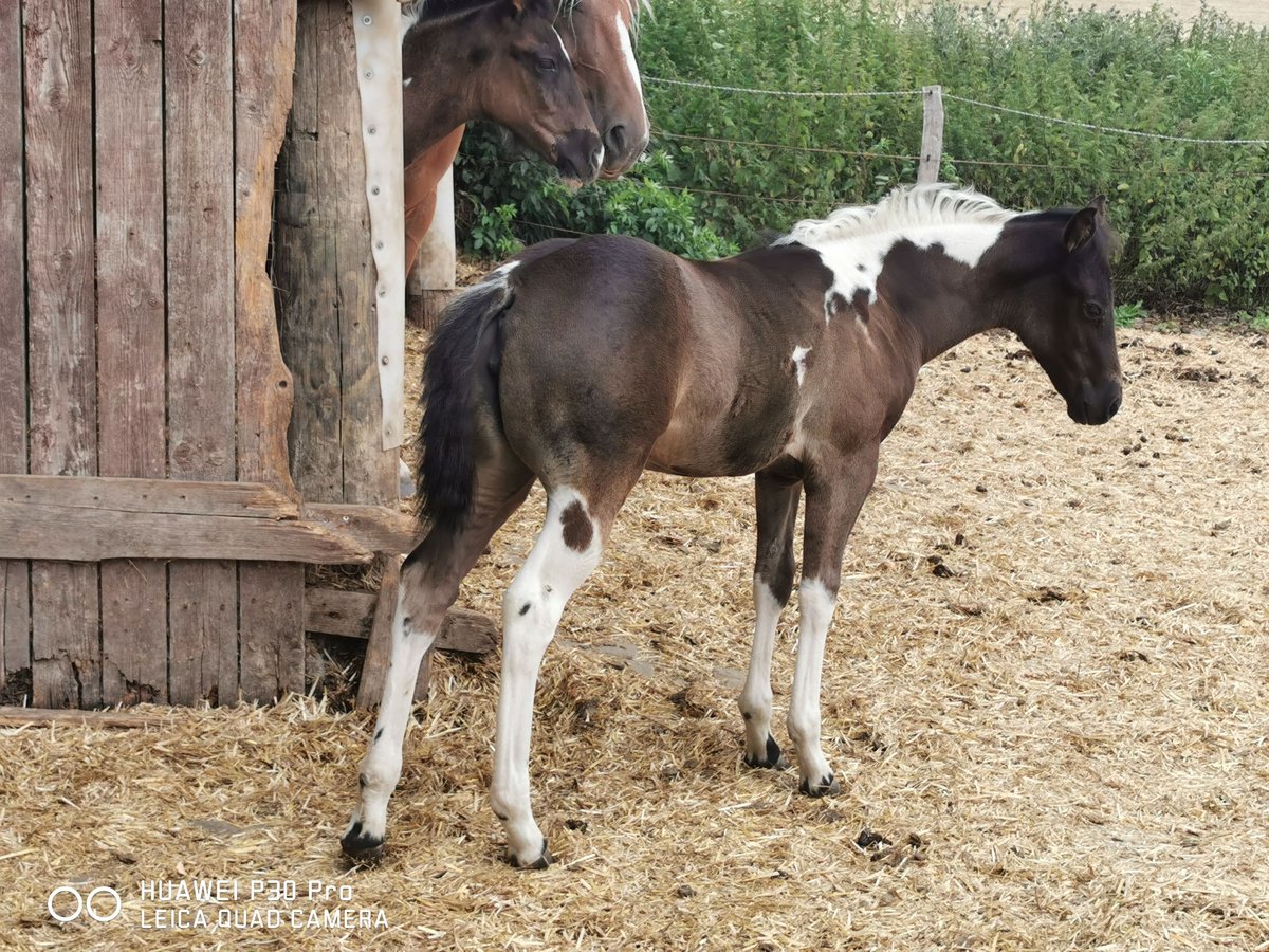 Paint-häst Sto 2 år 150 cm Tobiano-skäck-alla-färger in betteldorf