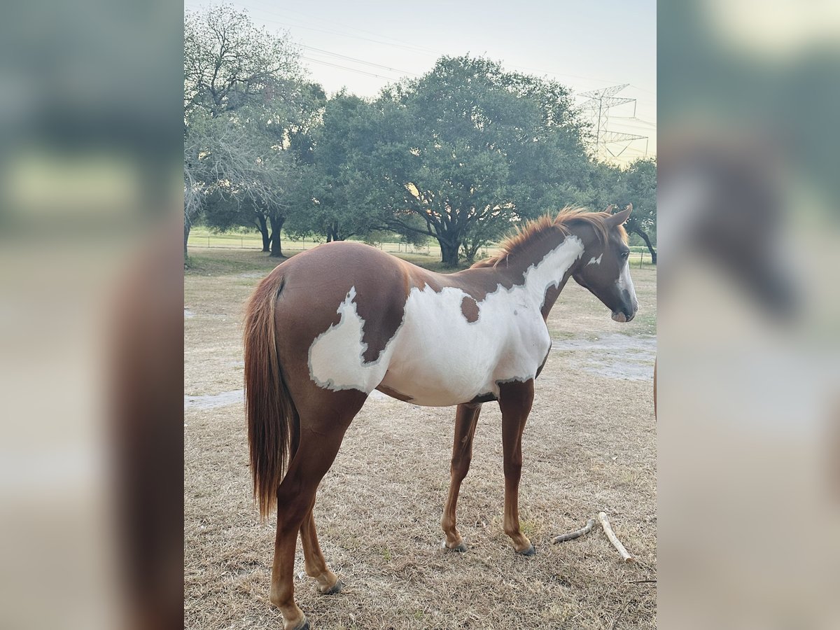 Paint-häst Sto 2 år Fux in Anderson, TX