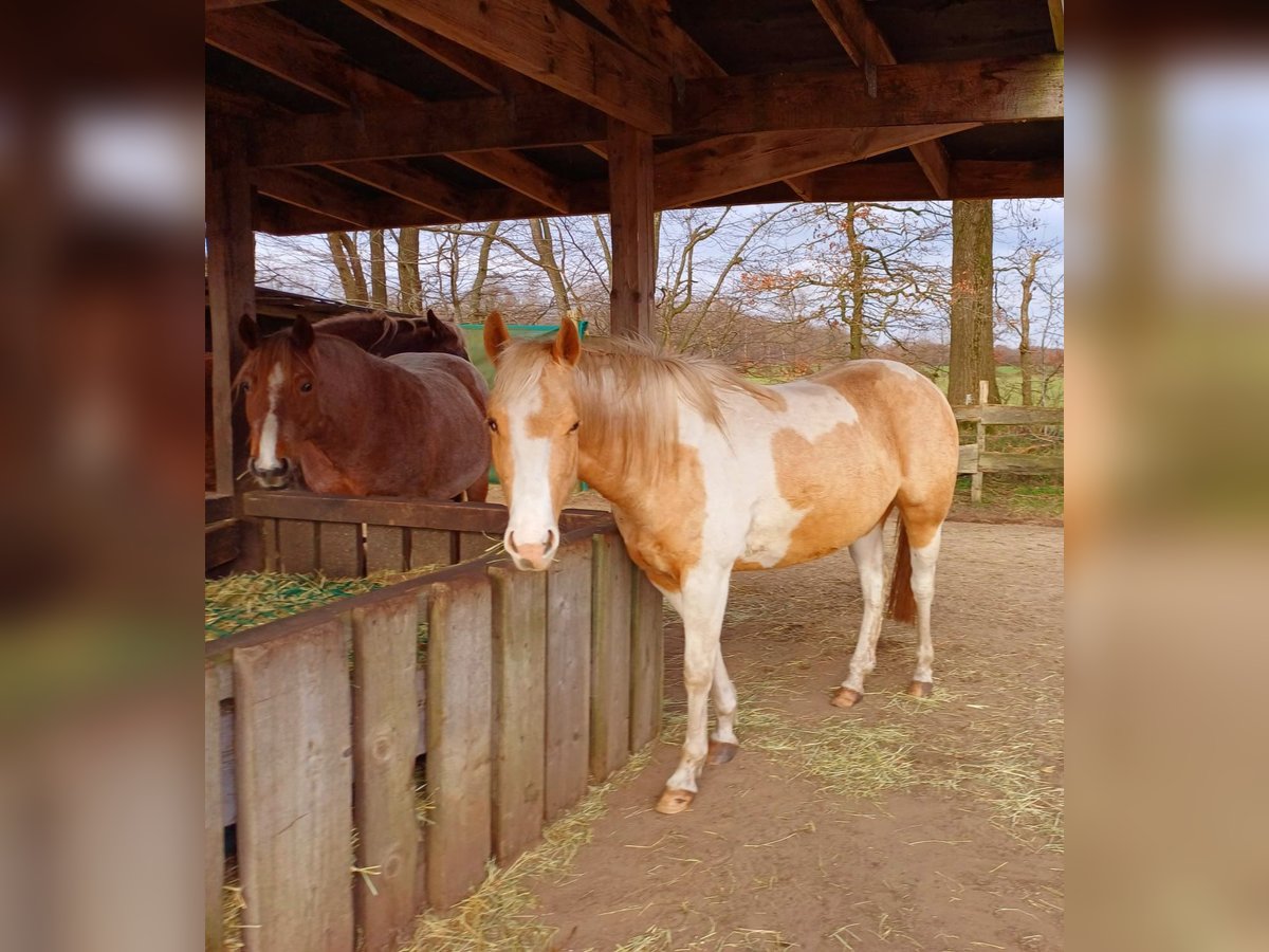 Paint-häst Sto 4 år 150 cm Palomino in Wasbek
