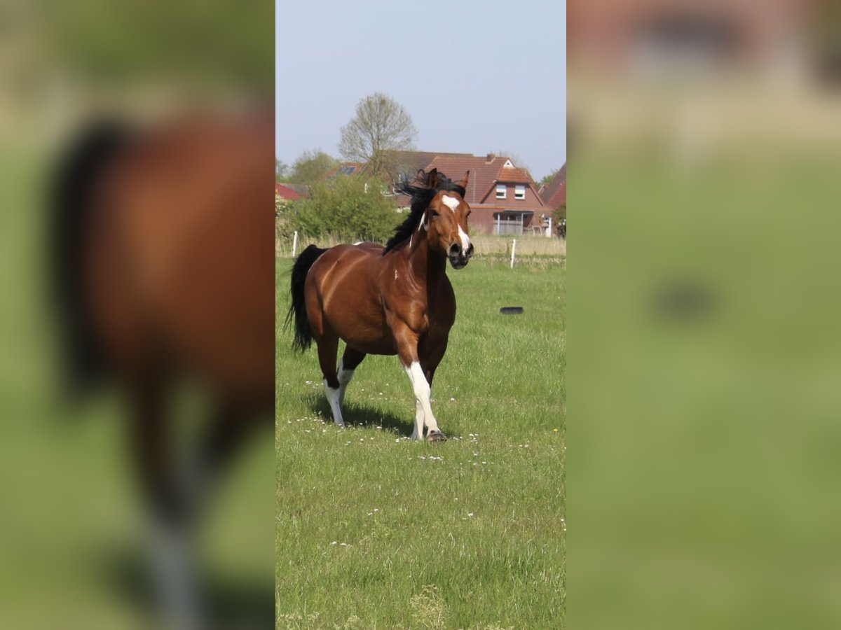 Paint-häst Blandning Sto 4 år 153 cm Tobiano-skäck-alla-färger in Krummhörn