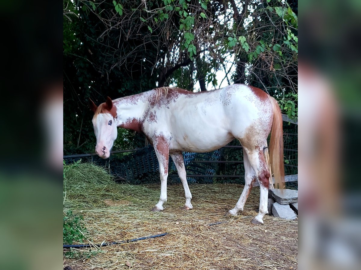 Paint-häst Sto 5 år 150 cm Overo-skäck-alla-färger in Cermenate