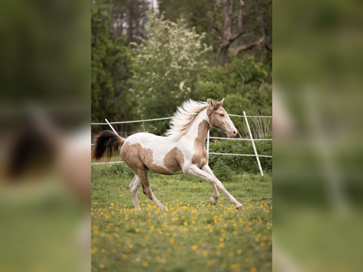 Paint-häst Sto 5 år 153 cm Champagne in Sülfeld